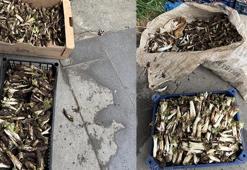 Doğada kendiliğinden yetişiyor! kilosu 250 liradan alıcı buluyor