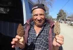 Ekiminde hiçbir masraf yok! Şimdi hasat zamanı, fiyatı bin lira