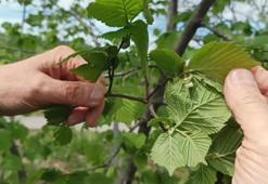 Giresun'da riskin adı belli oldu: Fındık üretimi bir tek onunla yok oluyor! Çiftçilerin nöbeti başladı