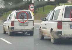 Aracın kırık camından etrafı izleyen köpek cep telefonu kamerasına yansıdı