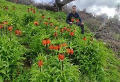 Doğu'nun sembolü ters lale yoğun ilgi görüyor!