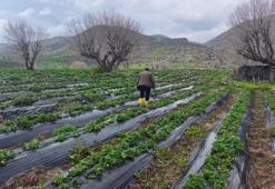 Hasat beklerken felaketle karşılaştılar! Batmanlı üretici zor durumda