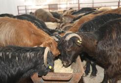 Elazığ'da hayvancılık yapmak isteyenlere dev destek! 100 küçükbaş bedelsiz verilecek: Başvurular başladı!