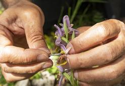 Nesli tükenmek üzereydi, mucize gerçekleşti: İlk kez tohumdan üretildi: Dünyada sayısı 200'e kadar düşen likya orkidesi için kurtarma operasyonu başladı