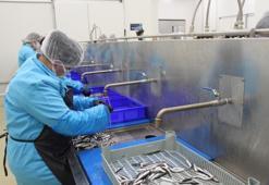 Lakerda dünya markası oluyor! Sinoplu kadınlar hem üretiyor hem kazanıyor: 4 milyon liralık dev yatırım yüzlerce kadına istihdam sağladı