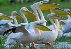 İnegöl'de muhteşem anlar! Göç yolundaki pelikan sürüsü, mola verdiği Boğazköy Barajı'nda görüntülendi
