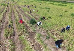 Turfanda hasat başladı! Yemeğin demirbaşının fiyatı 15 lira olacak
