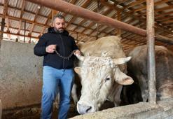 Bursa'da kurbanlık hayvan satışı hızlandı! Tonluk 'Paşa' 500 bin lira