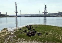 İstanbul'un yeni yüzünde Sazlıdere Köprüsü yükselirken keçiler de aynı karede! Bölge havadan görüntülendi