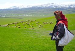 Kırsalda Bereket Küçükbaşa Destek Projesi! Muş'ta başvurular başladı: 100 baş küçükbaş hayvan temin edilecek