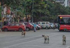 62 milyon sokak köpeği Hindistan’da sokakları işgal ediyor
