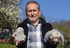 Bursa'nın Yaren leyleği varsa Ordu'nun da baykuşu var! Çiftçinin 20 yıllık dostluğu: Pamuk, Ateş ve Pusu