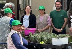 Muğla’nın 'yeşil altını' kavanozlara girdi! Hasadın ardından kadınlar harekete geçti: Taleplere yetişilemiyor!