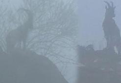 Doğada nadir rastlanan dağ keçileri sisli havada eşsiz görüntüler oluşturdu