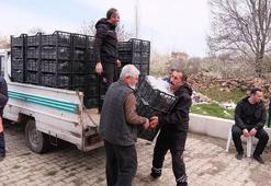 Konya'da üreticiye can suyu: 126 bin çilek fidesi dağıtıldı