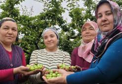 Mersin'de hasat başladı! Kilosu 10 bin TL'den 200 TL'ye düştü: Yurt içi ve yurt dışından sipariş yağıyor