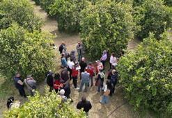 Muğla’da Tarımda "DERİM" devrimi! Üretici öğretmen narenciye bahçeleri sınıf oldu