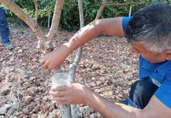 Fethiye'de deneme olarak ekildi! İlk hasat yapıldı: Yeni gelir kapısı üreticinin yüzünü güldürdü
