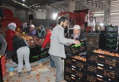 Türkiye'nin en uygun fiyatlı soğanı buradan çıkıyor! Avrupa'ya bile gönderiliyor