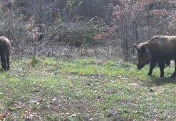 Ovacık'ta vaşak, domuzlar ve tavşan fotokapanla görüntülendi