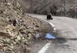 Gümüşhane'de anne ayı ve yavruları yolda görüntülendi, minik yavrunun çabası gülümsetti