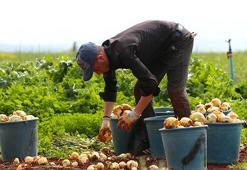 Hatay Reyhanlı’da turfanda soğan hasadı başladı: 122 bin tonluk rekolte bekleniyor