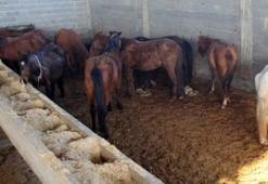 İzmir'de rezalet patladı! Restoranda at ve eşek eti yedirmişler