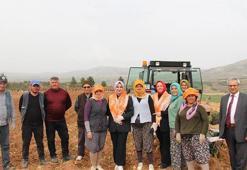 Poşusunu taktı, tarlaya indi: Denizli'nin Çal ilçesinden kalpleri ısıtan görüntü