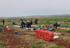Hasat başladı, kilosu tarlada 25 lira! 81 ilin yanı sıra Rusya ve Avrupa ülkeleri kapış kapış alıyor