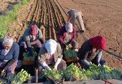 Aydın'da hasat başladı! Çiftçi tarlaya umuduyla indi: Üreticinin tek bir şartı var: Avanslar bir an önce ödensin!