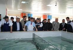 Karadeniz’in kayıp hazinesi mersin balığı geri dönüyor! Amasya üretim üssü olacak