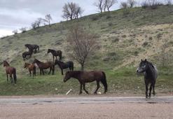 Beypazarı'nda yılkı atlarına vatandaşlar tarafından yoğun ilgi gösterildi