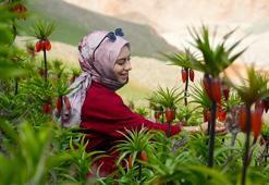 Ömürleri sadece 20 gün! Muş'un 'ağlayan gelinleri'ni görmek isteyenler 2 saatlik zorlu yolu aşıyor