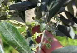 Zeytin üreticisine kritik uyarı: Sarıgöl'de "pamuklu bit" alarmı