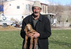 Niğde'de eski hükümlüye devlet desteği! Başvurusu kabul edildi, sürü sahibi oldu