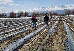 Erzincan Üzümlü’de 100 bin biber fidesi toprakla buluştu