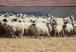 TİGEM 675 reforme koyun ve koç satışa çıkarıyor: Resmi Gazete'de yayımlandı
