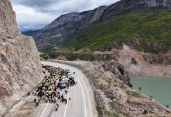 Artvin'de her Mayıs ortaya çıkıyor: Karayolunda görülmeye başlandı
