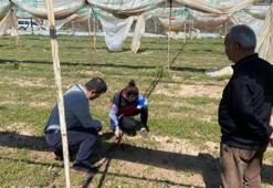 Antalya'da dünya sofraları için başladı: Hasat öncesi son kontrol yapıldı