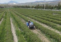 Isparta'da hasat yaklaşırken çiftçinin umudu artıyor! Rekolte beklentisi geçen seneye göre arttı
