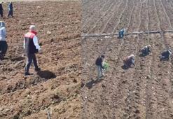 Elazığ’da domates üretiminde yeni sezon başladı