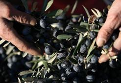 Zeytin ihraç ederken suyumuzu da gönderiyoruz! Bursa Ovalarında su stresi alarmı