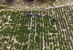 Hatay'ın köyünde hasat başladı! 10 ton şimdiden bitti, kilosu 400 TL'den kapış kapış gidiyor