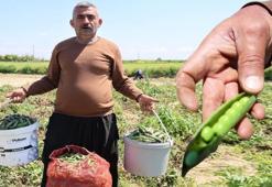 Tarlada 60, pazarda 100 TL! Adana'da hasat başladı: Talep çok, hemen bitiyor