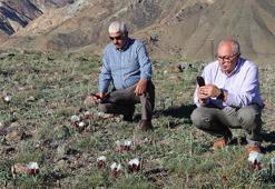 Erzurum'un meralarında baharın gelişini müjdeleyen endemik bitki çiçek açtı