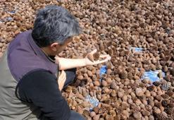 Kahramanmaraş'ta milyonlarca kızılçam tohumu toprakla buluşuyor: Yarınların ormanları için geri sayım başladı!