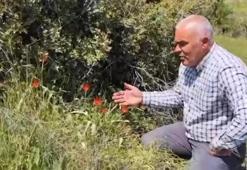 Denizli'de ender rastlanan o tür ilk kez görüldü! Bölgede büyük heyecan oluşturdu