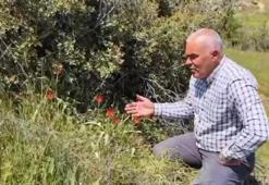 Denizli'de endemik türlerden birine rastlandı
