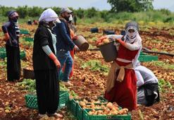 Adana’da sarı altın mesaisi başladı! Yağmurlar rekolteyi vurdu: Dönüm başı verim 3 tona düştü, kilogramı 25 lira!
