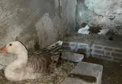 Karslı üreticiler dertli! Bebek gibi bakıyorlardı, verim düştü: Çareyi yeni yöntemde buldular